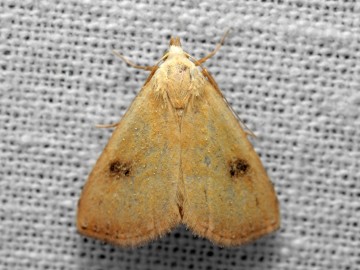 Zalotnica lisianka (Rivula sericealis) fot. J. Nowak, 